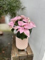 Zdjęcie rosliny doniczkowej Princettia Light Pink, ujęcie 2