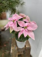 Zdjęcie rosliny doniczkowej Princettia Light Pink, ujęcie 3