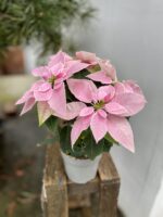 Zdjęcie rosliny doniczkowej Princettia Light Pink, ujęcie 3