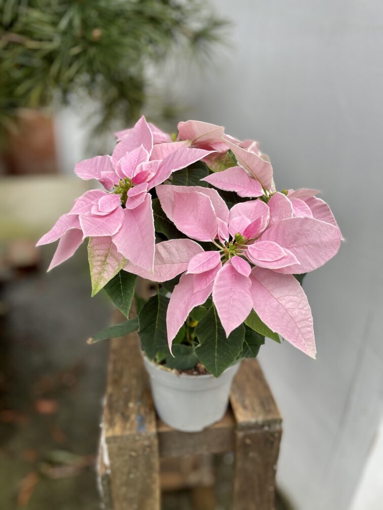 Zdjęcie rosliny doniczkowej Princettia Light Pink, ujęcie 3