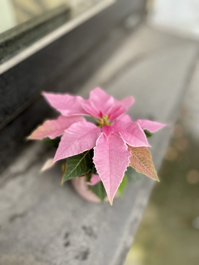 Zdjęcie rosliny doniczkowej Princettia Light Pink, ujęcie 1
