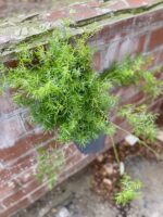 Zdjęcie rosliny doniczkowej Asparagus densiflorus "Sprengeri", ujęcie 1