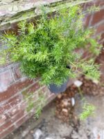 Zdjęcie rosliny doniczkowej Asparagus densiflorus "Sprengeri", ujęcie 2