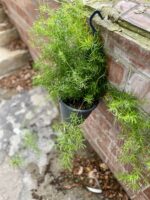 Zdjęcie rosliny doniczkowej Asparagus densiflorus "Sprengeri", ujęcie 3