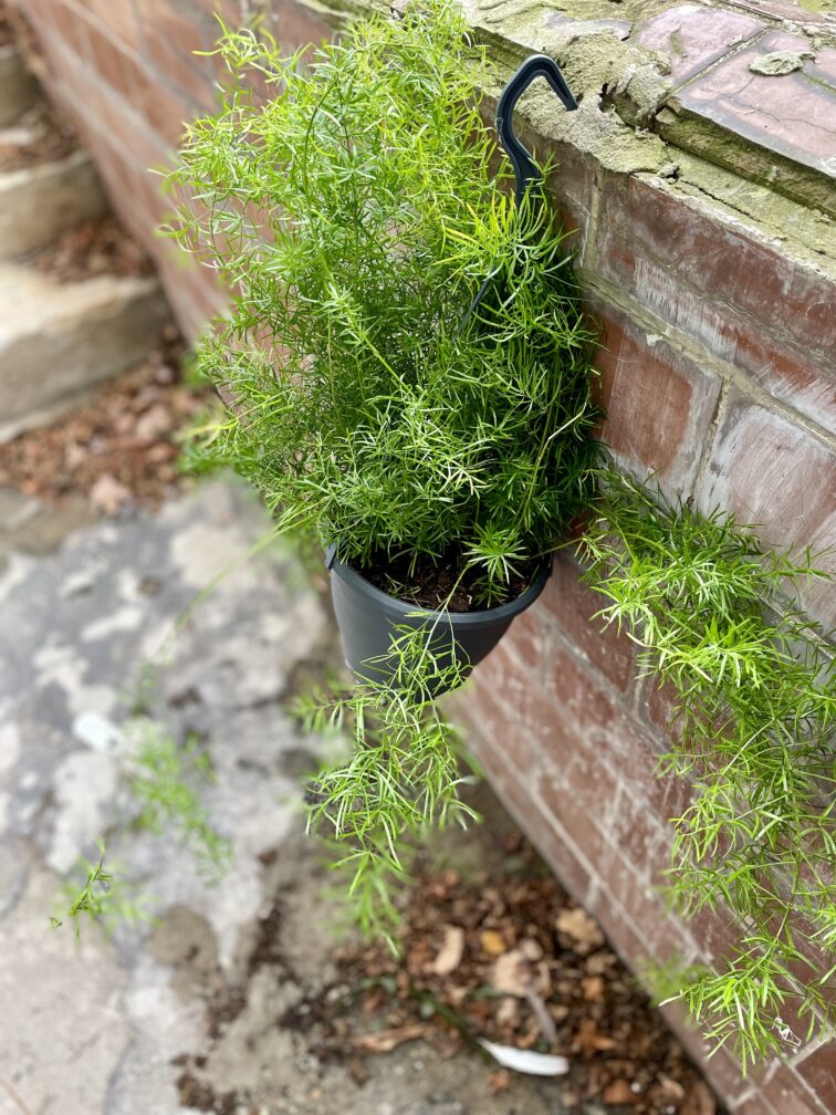 Zdjęcie rosliny doniczkowej Asparagus densiflorus "Sprengeri", ujęcie 3