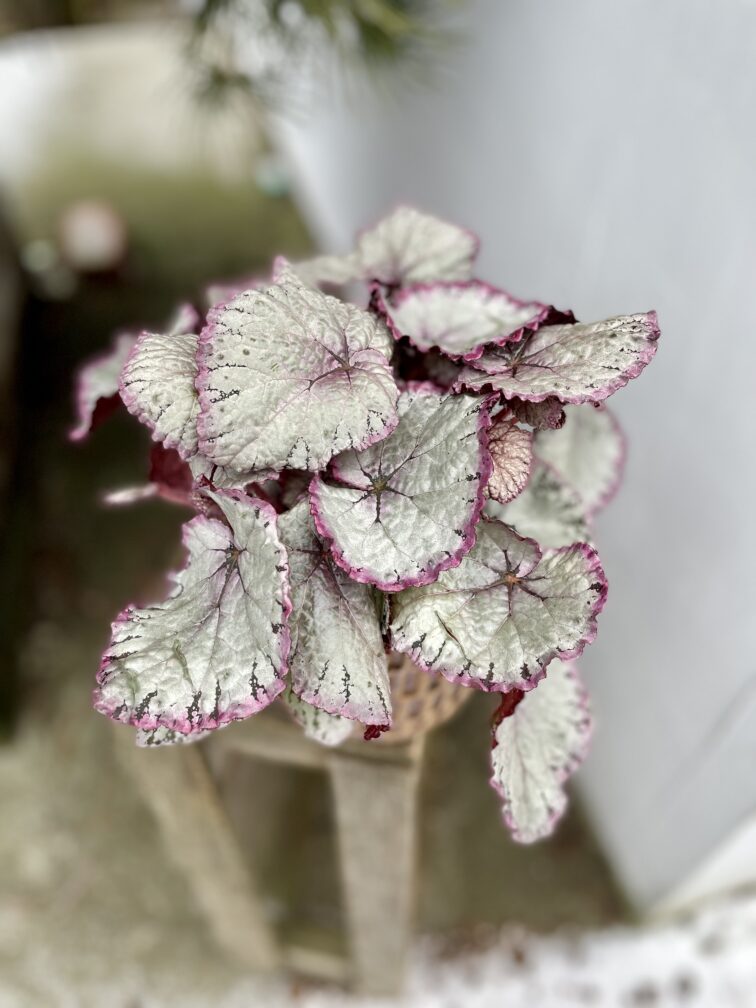 Zdjęcie rosliny doniczkowej Begonia Hawaiian Silver, ujęcie 1