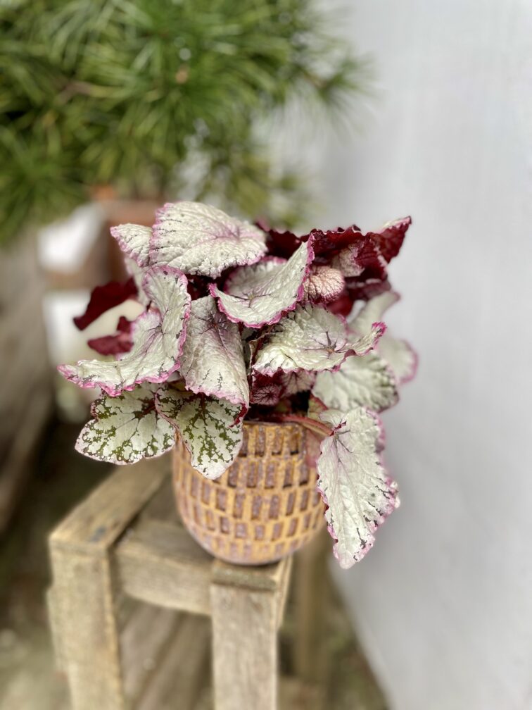Zdjęcie rosliny doniczkowej Begonia Hawaiian Silver, ujęcie 2