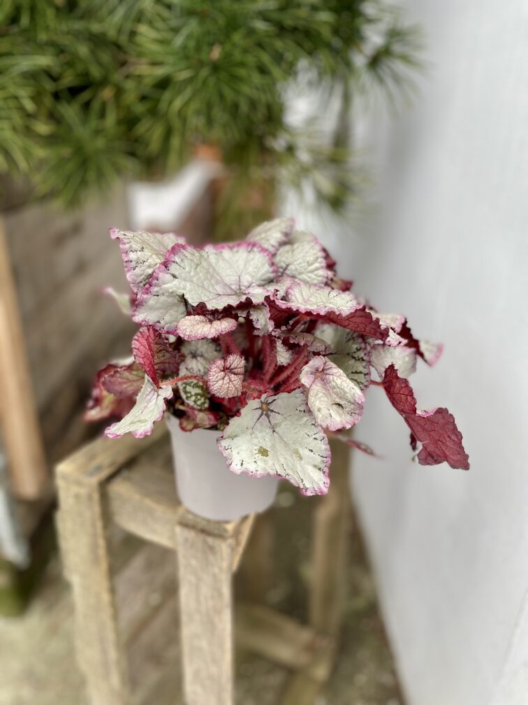 Zdjęcie rosliny doniczkowej Begonia Hawaiian Silver, ujęcie 3