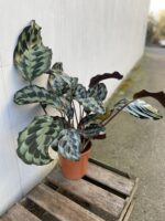 Zdjęcie rosliny doniczkowej Calathea Helen Kennedy (Kalatea), ujęcie 1