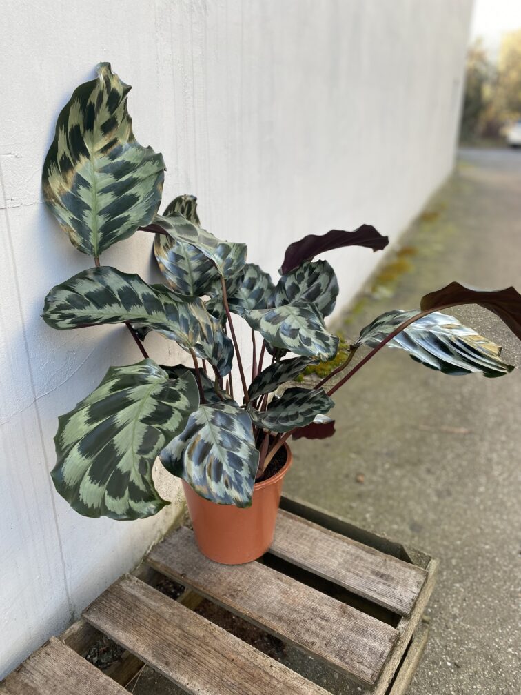 Zdjęcie rosliny doniczkowej Calathea Helen Kennedy (Kalatea), ujęcie 1