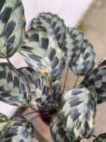 Zdjęcie rosliny doniczkowej Calathea Helen Kennedy (Kalatea), ujęcie 2