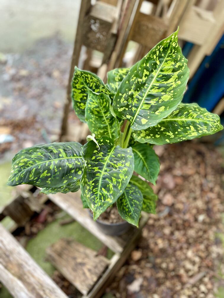Zdjęcie rosliny doniczkowej Dieffenbachia Reflector, ujęcie 1