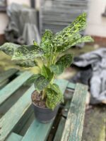 Zdjęcie rosliny doniczkowej Dieffenbachia Reflector, ujęcie 2