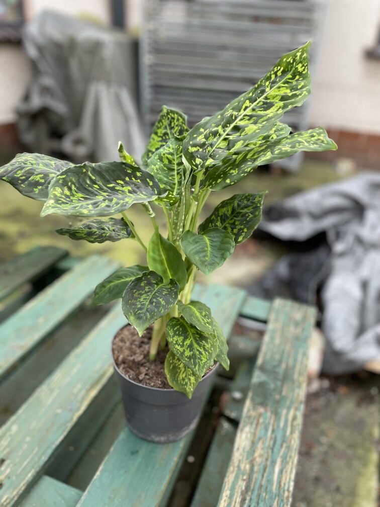 Zdjęcie rosliny doniczkowej Dieffenbachia Reflector, ujęcie 2