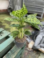 Zdjęcie rosliny doniczkowej Dieffenbachia Reflector, ujęcie 3