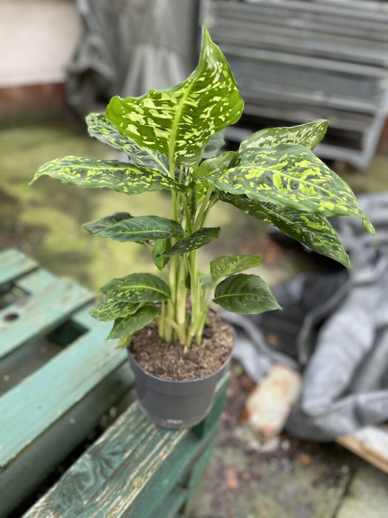 Zdjęcie rosliny doniczkowej Dieffenbachia Reflector, ujęcie 3