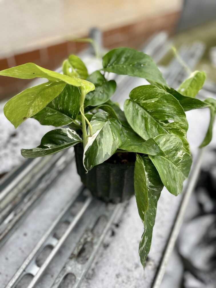 epipremnum-pinnatum-albo-variegata_12x35-1_1705059509.jpg Zdjęcie rosliny doniczkowej Epipremnum pinnatum albo variegata, ujęcie 1