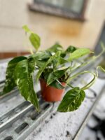 Zdjęcie rosliny doniczkowej Epipremnum pinnatum albo variegata, ujęcie 2