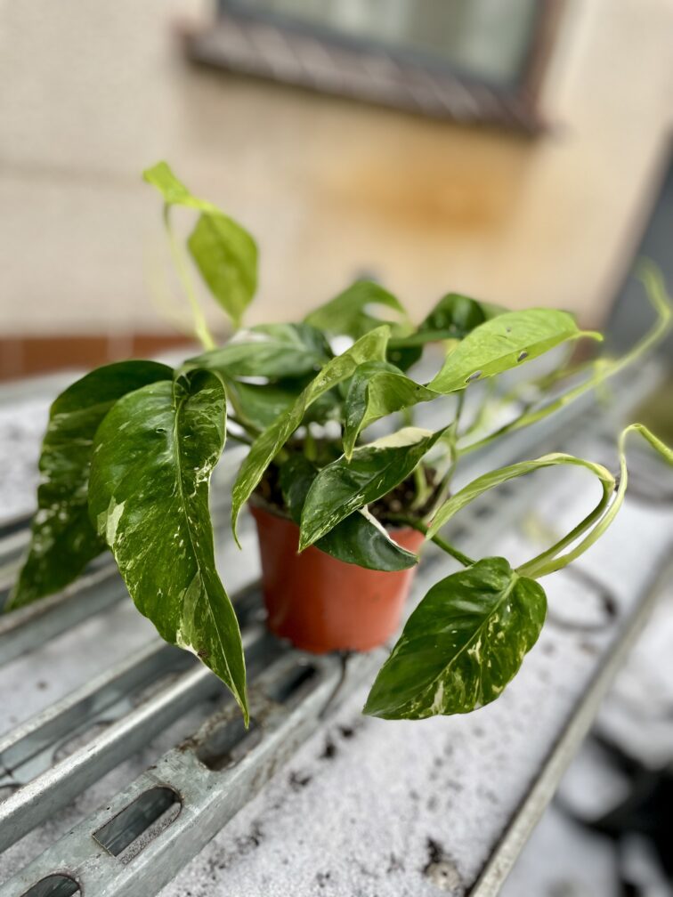 Zdjęcie rosliny doniczkowej Epipremnum pinnatum albo variegata, ujęcie 2