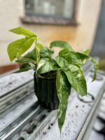 Zdjęcie rosliny doniczkowej Epipremnum pinnatum albo variegata, ujęcie 3