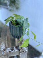 Zdjęcie rosliny doniczkowej Ficus radicans Green, ujęcie 1