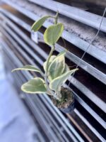 Zdjęcie rosliny doniczkowej Hoya kerri variegata, ujęcie 1