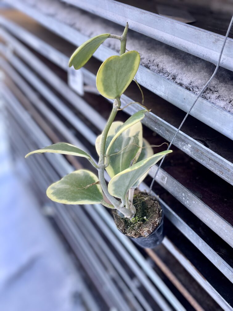 Zdjęcie rosliny doniczkowej Hoya kerri variegata, ujęcie 1