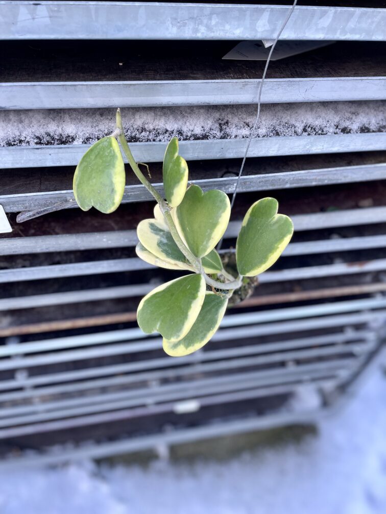 Zdjęcie rosliny doniczkowej Hoya kerri variegata, ujęcie 2
