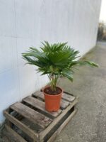 Zdjęcie rosliny doniczkowej Livistona rotundifolia, ujęcie 1