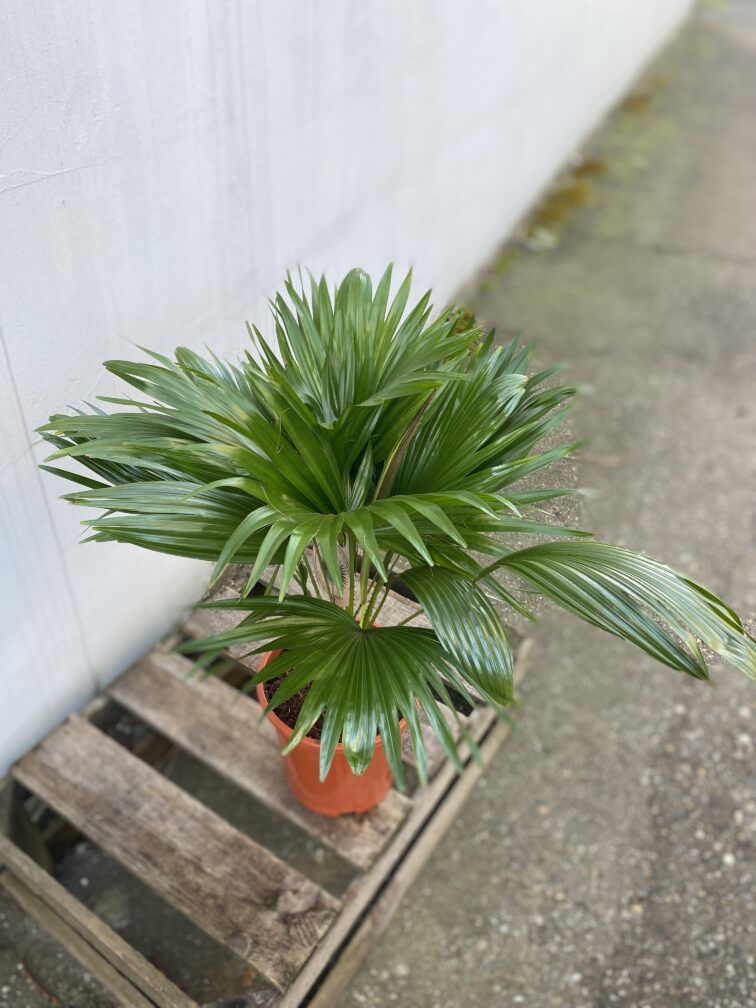 Zdjęcie rosliny doniczkowej Livistona rotundifolia, ujęcie 2
