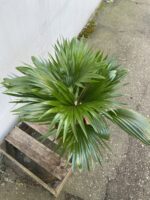Zdjęcie rosliny doniczkowej Livistona rotundifolia, ujęcie 3