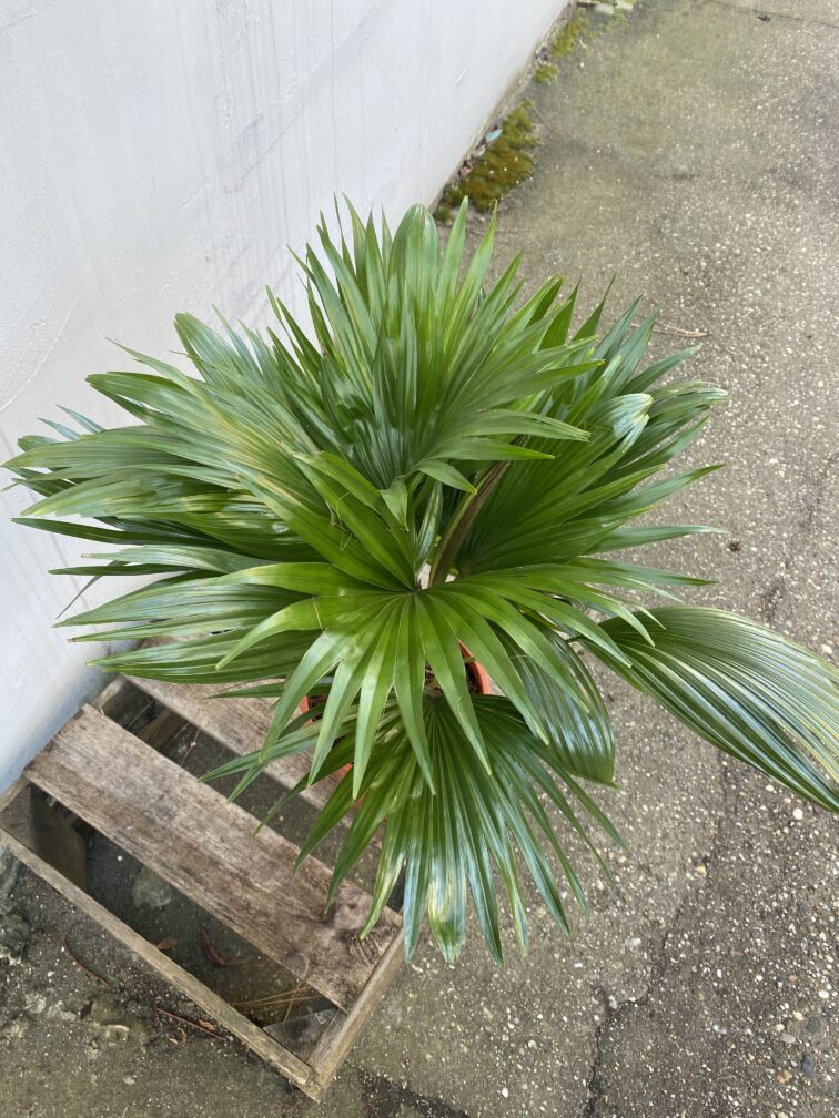 Zdjęcie rosliny doniczkowej Livistona rotundifolia, ujęcie 3