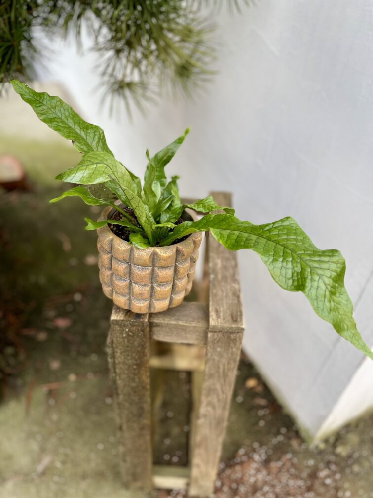 microsorum-musifolium-crocodyllus_12x35-1_1704457699.jpg Zdjęcie rosliny doniczkowej Microsorum musifolium Crocodyllus, ujęcie 1