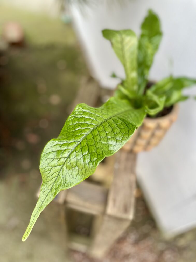 Zdjęcie rosliny doniczkowej Microsorum musifolium Crocodyllus, ujęcie 2