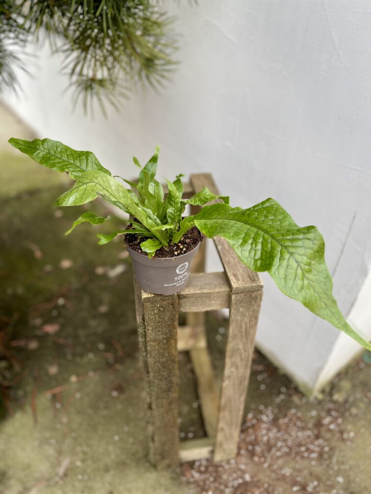 Zdjęcie rosliny doniczkowej Microsorum musifolium Crocodyllus, ujęcie 3