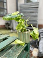 Zdjęcie rosliny doniczkowej Philodendron Burle Marx variegata, ujęcie 1