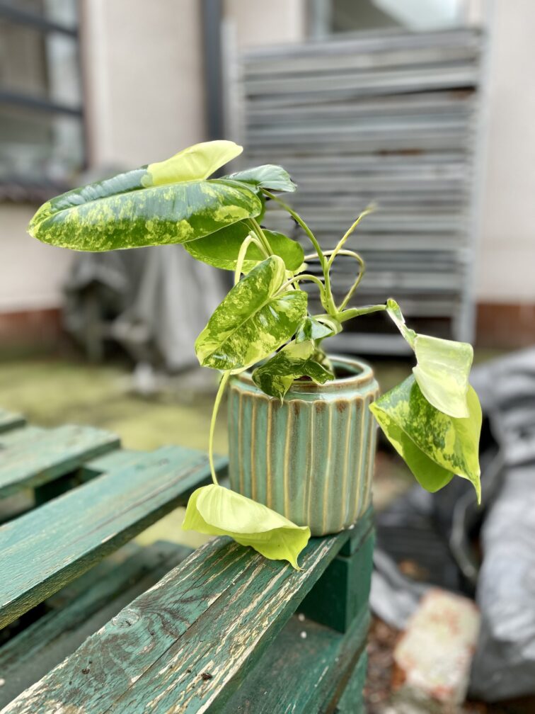 Zdjęcie rosliny doniczkowej Philodendron Burle Marx variegata, ujęcie 1