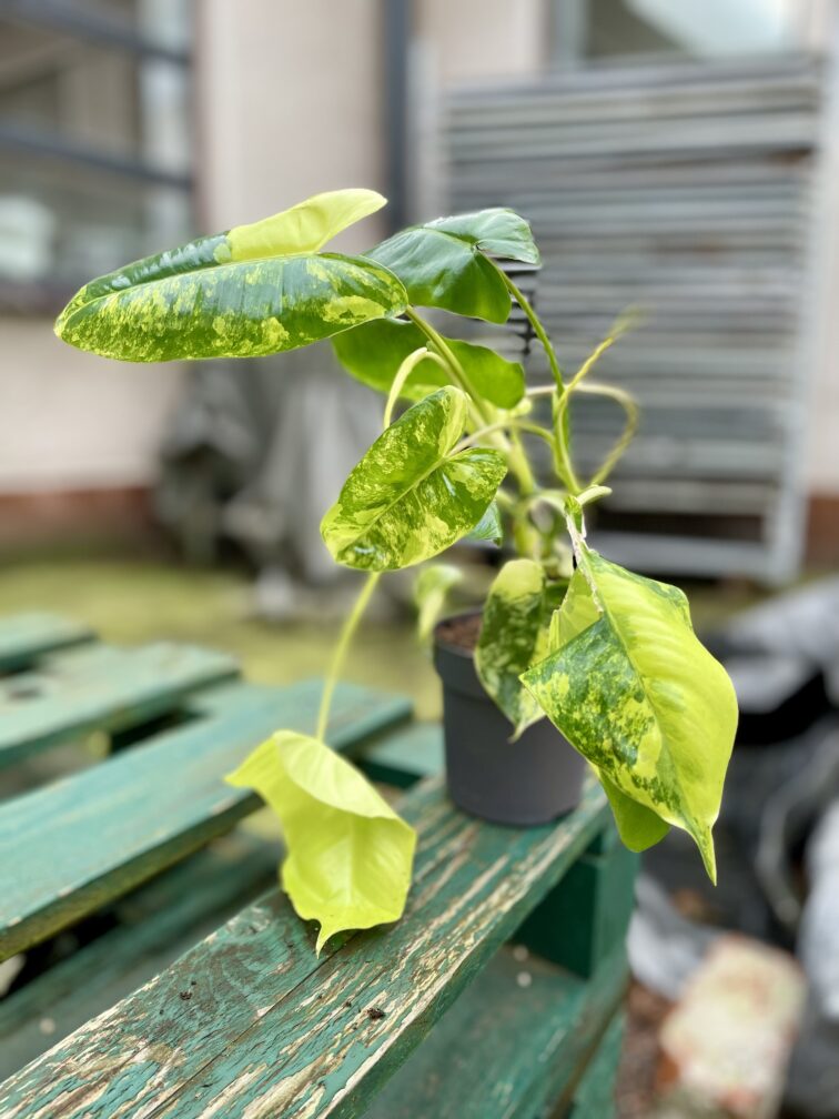 Zdjęcie rosliny doniczkowej Philodendron Burle Marx variegata, ujęcie 2