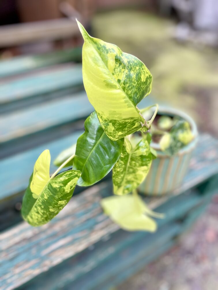 Zdjęcie rosliny doniczkowej Philodendron Burle Marx variegata, ujęcie 3
