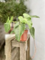 Zdjęcie rosliny doniczkowej Philodendron corcovadensis, ujęcie 3