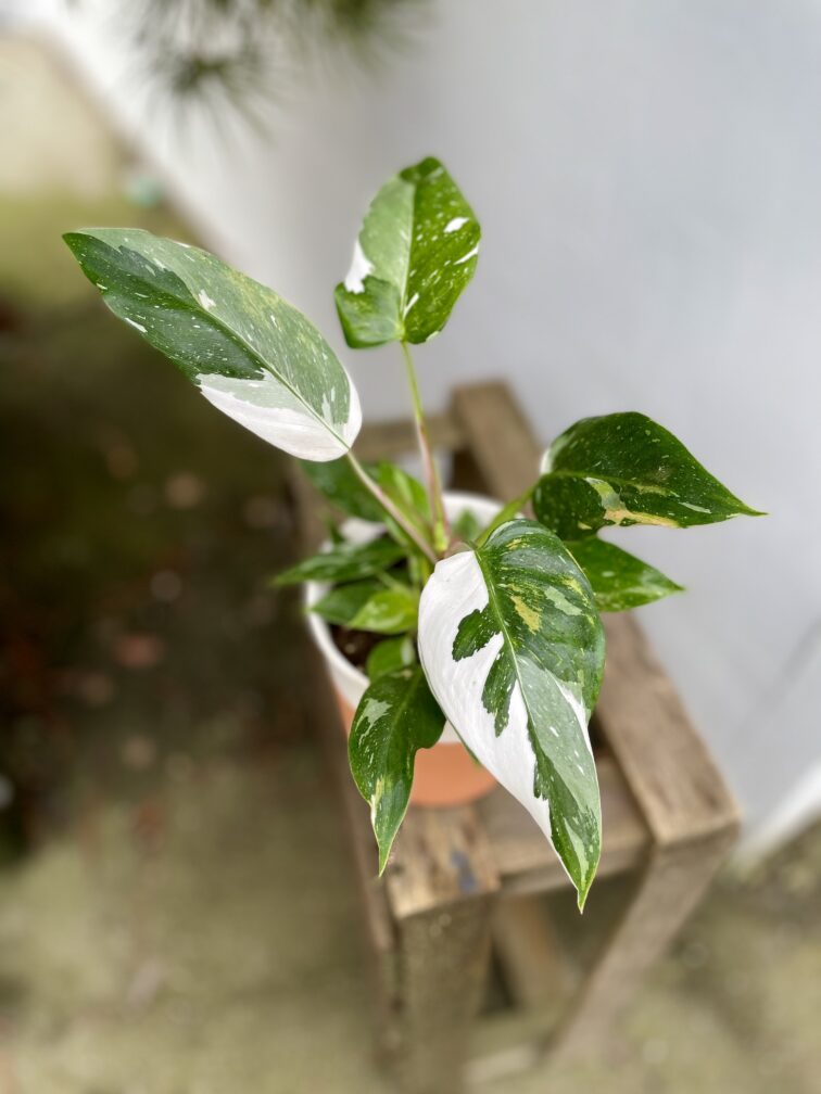 Zdjęcie rosliny doniczkowej Philodendron White Princess, ujęcie 1