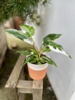 Zdjęcie rosliny doniczkowej Philodendron White Princess, ujęcie 2