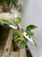 Zdjęcie rosliny doniczkowej Philodendron White Princess, ujęcie 3