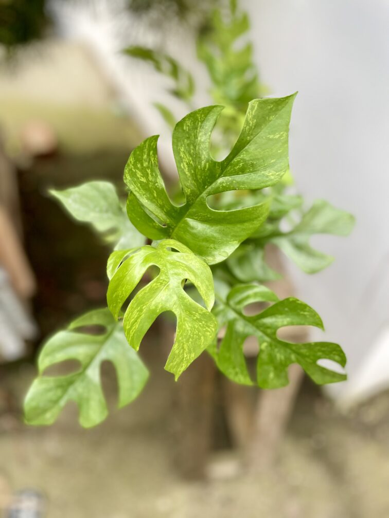 Zdjęcie rosliny doniczkowej Rhaphidophora Tetrasperma Marmer, ujęcie 2