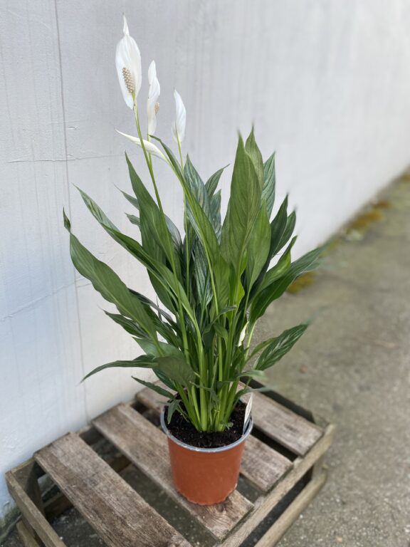 Zdjęcie rosliny doniczkowej Spathiphyllum Silver (Skrzydłokwiat), ujęcie 1