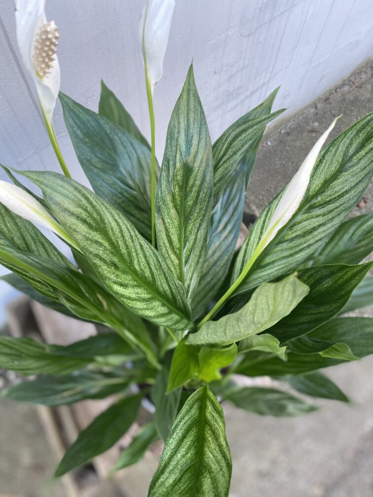 Zdjęcie rosliny doniczkowej Spathiphyllum Silver (Skrzydłokwiat), ujęcie 2