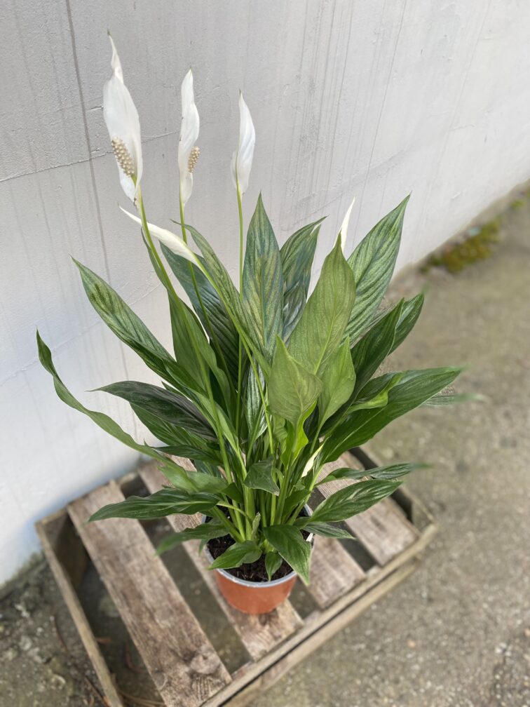 Zdjęcie rosliny doniczkowej Spathiphyllum Silver (Skrzydłokwiat), ujęcie 3