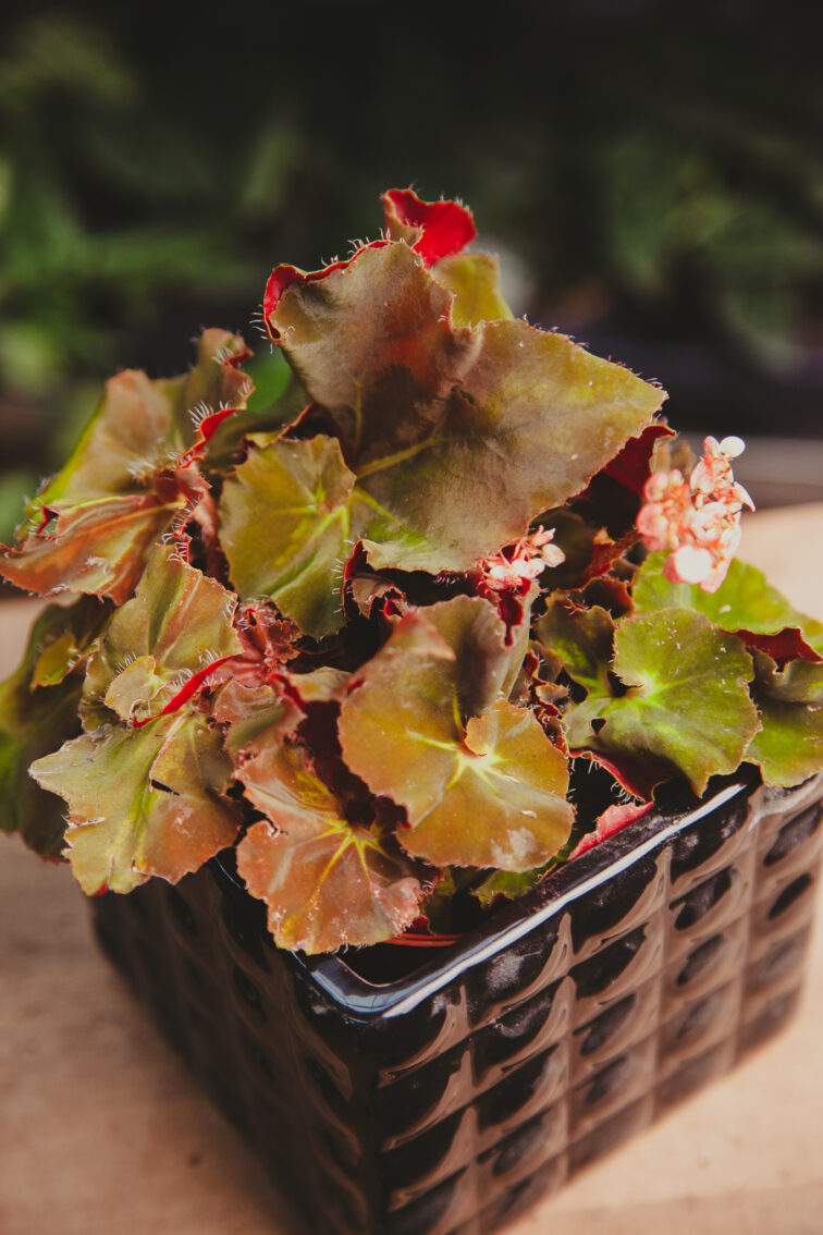 Zdjęcie rosliny doniczkowej Begonia Lieke, ujęcie 1