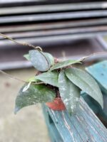 Zdjęcie rosliny doniczkowej Hoya caudata, ujęcie 1