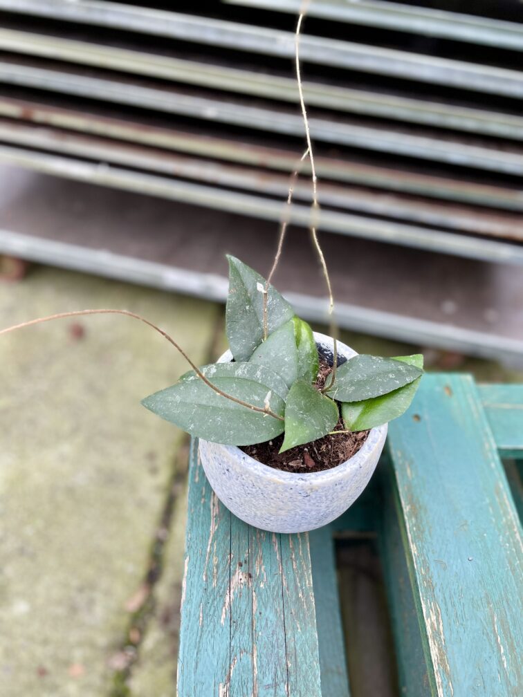 Zdjęcie rosliny doniczkowej Hoya caudata, ujęcie 2